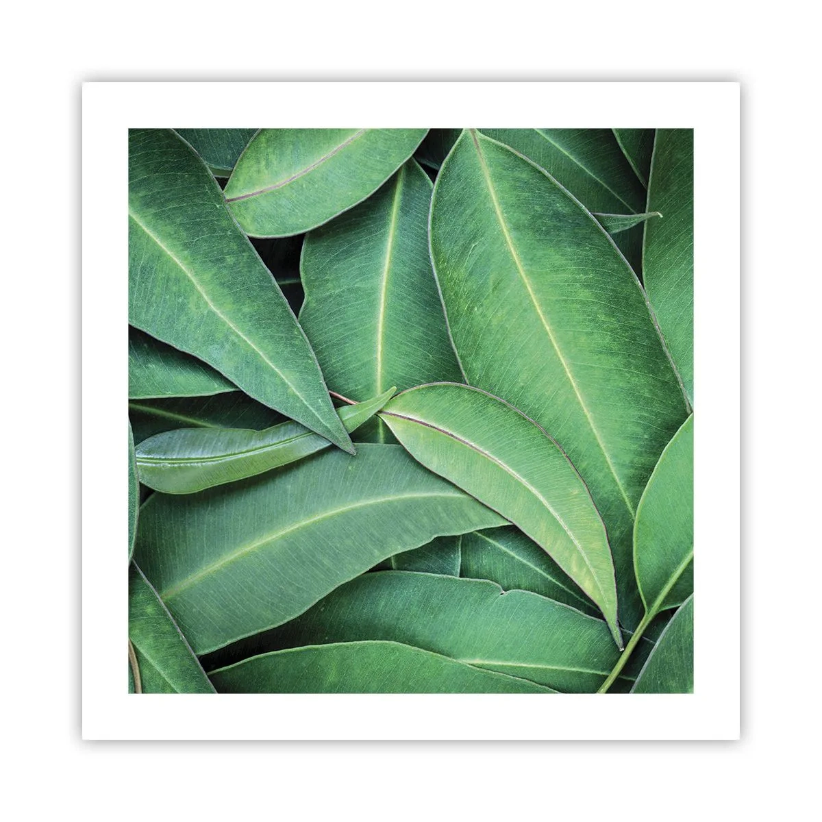 Póster - Jugosidad y frescura - 50x50 cm