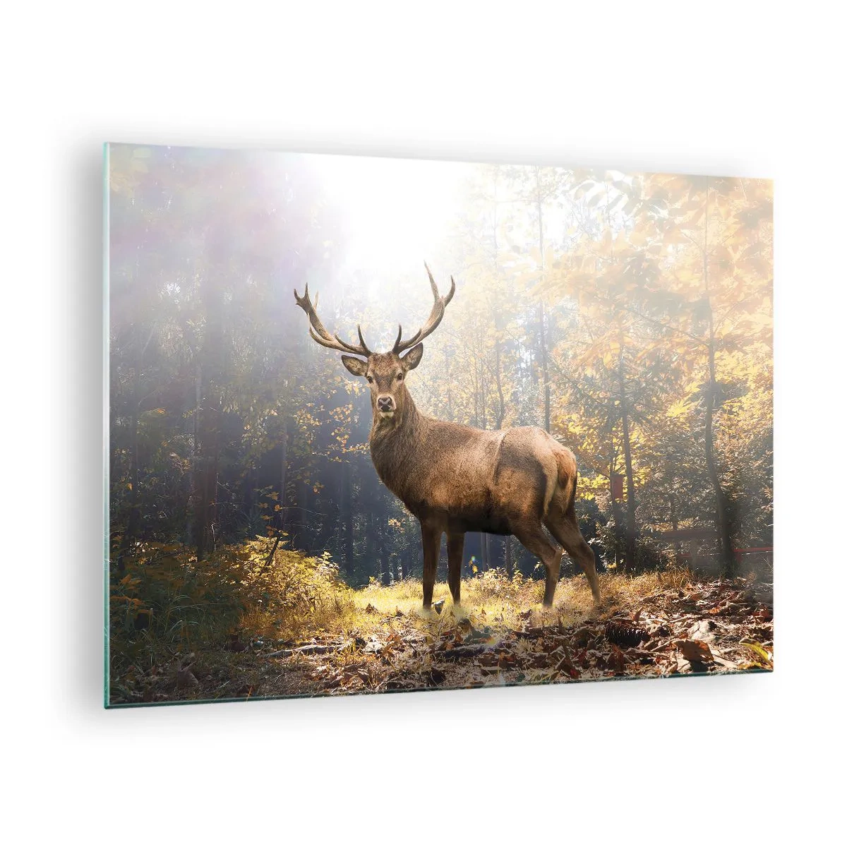 Cuadro sobre vidrio - Impresiones sobre Vidrio - Un ciervo majestuoso en un bosque otoñal iluminado por el sol - 70x50cm - Con toda la majestuosidad - Decoración de pared moderna para salón y dormitorio ARTTOR