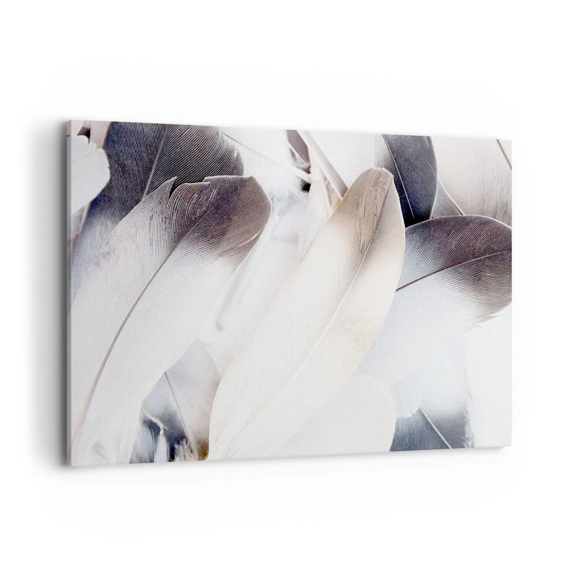 Cuadro sobre lienzo - Impresión de Imagen - Primer plano de delicadas plumas en tonos blancos y grises. - 120x80cm - Casi angelical - Decoración de pared moderna para salón y dormitorio ARTTOR