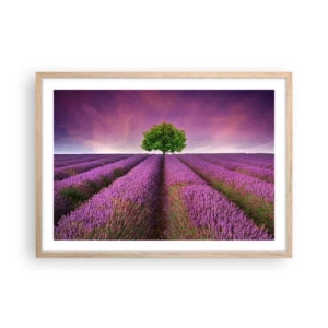 Póster en marco roble claro - En los campos de lavanda - 70x50 cm