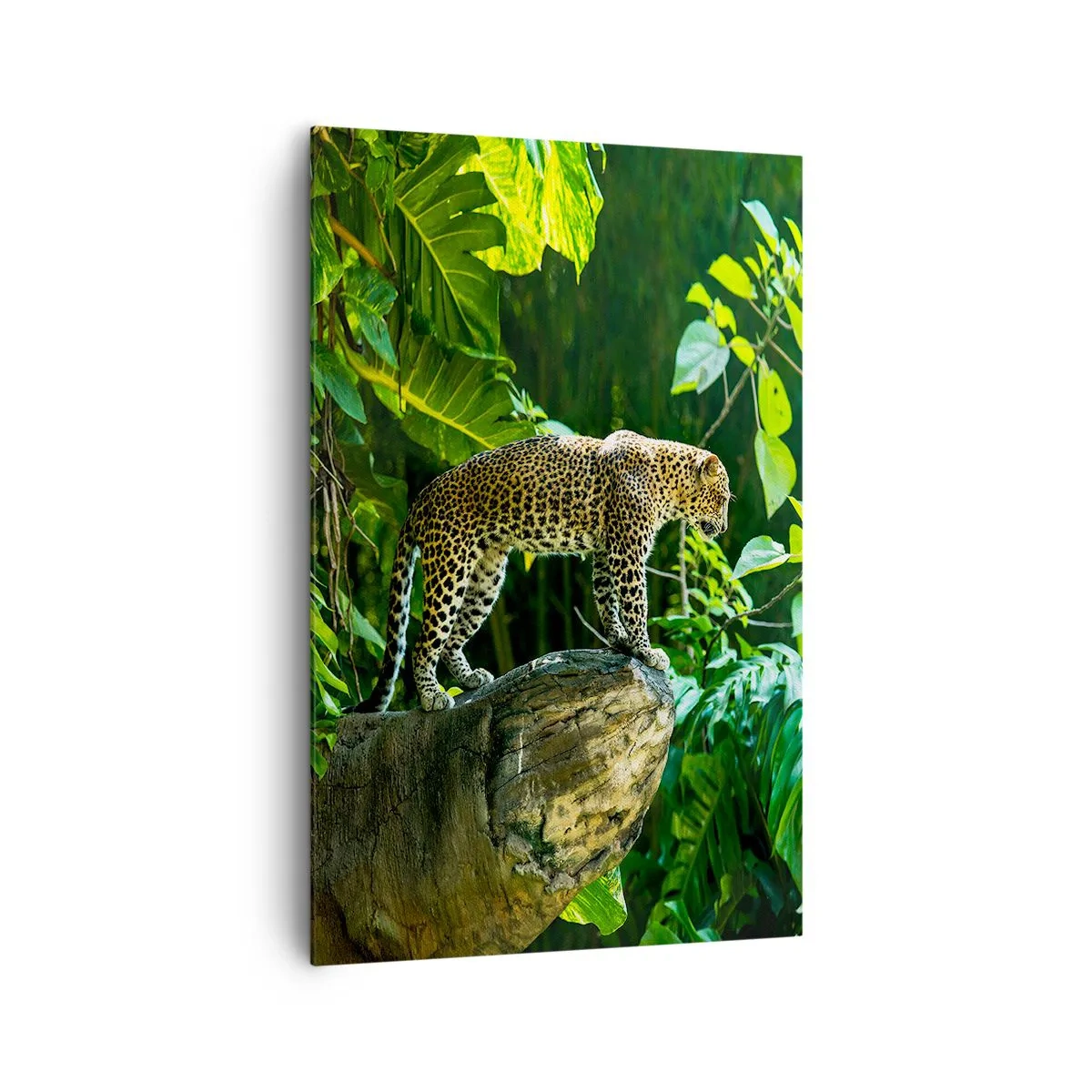 Cuadro sobre lienzo - Impresión de Imagen - Un leopardo de pie sobre una roca rodeado de vegetación tropical. - 80x120cm - ¿A la caza? - Decoración de pared moderna para salón y dormitorio ARTTOR