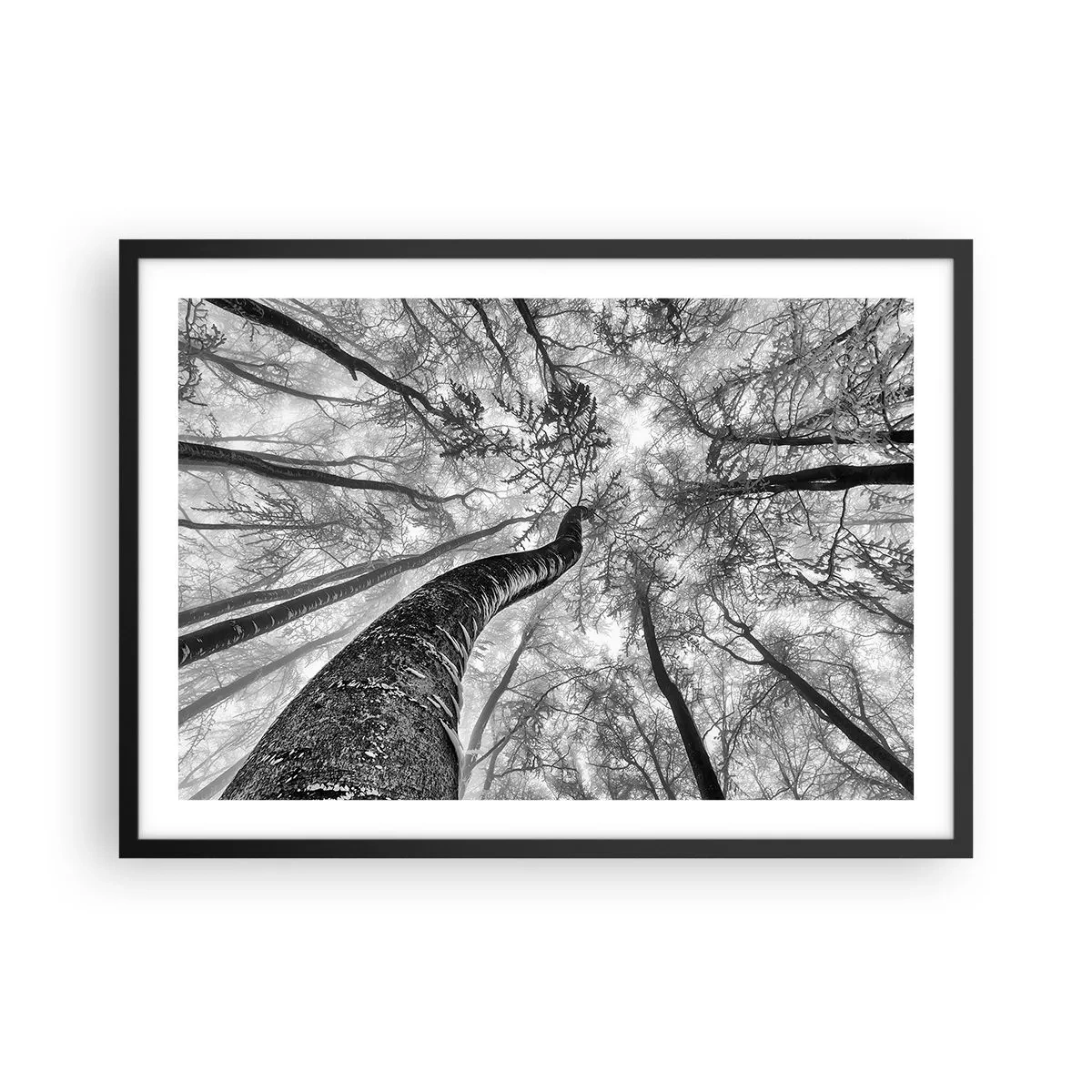 Póster en marco negro - Perspectiva de árboles en un bosque vistos desde abajo en tonos de gris. - 70x50cm - Carrera hacia la luz - Decoración de pared moderna para salón y dormitorio ARTTOR