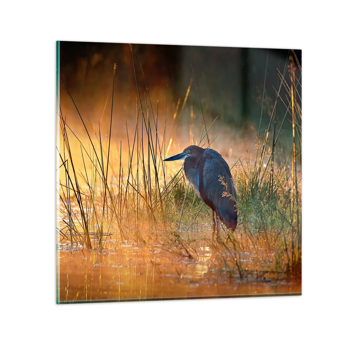 Cuadro sobre vidrio - Impresiones sobre Vidrio - Dame un respiro con estas fotos - 40x40 cm