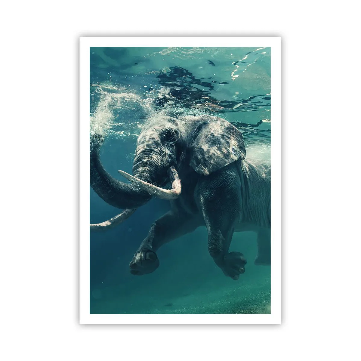 Póster - A todos nos gusta nadar - 70x100 cm