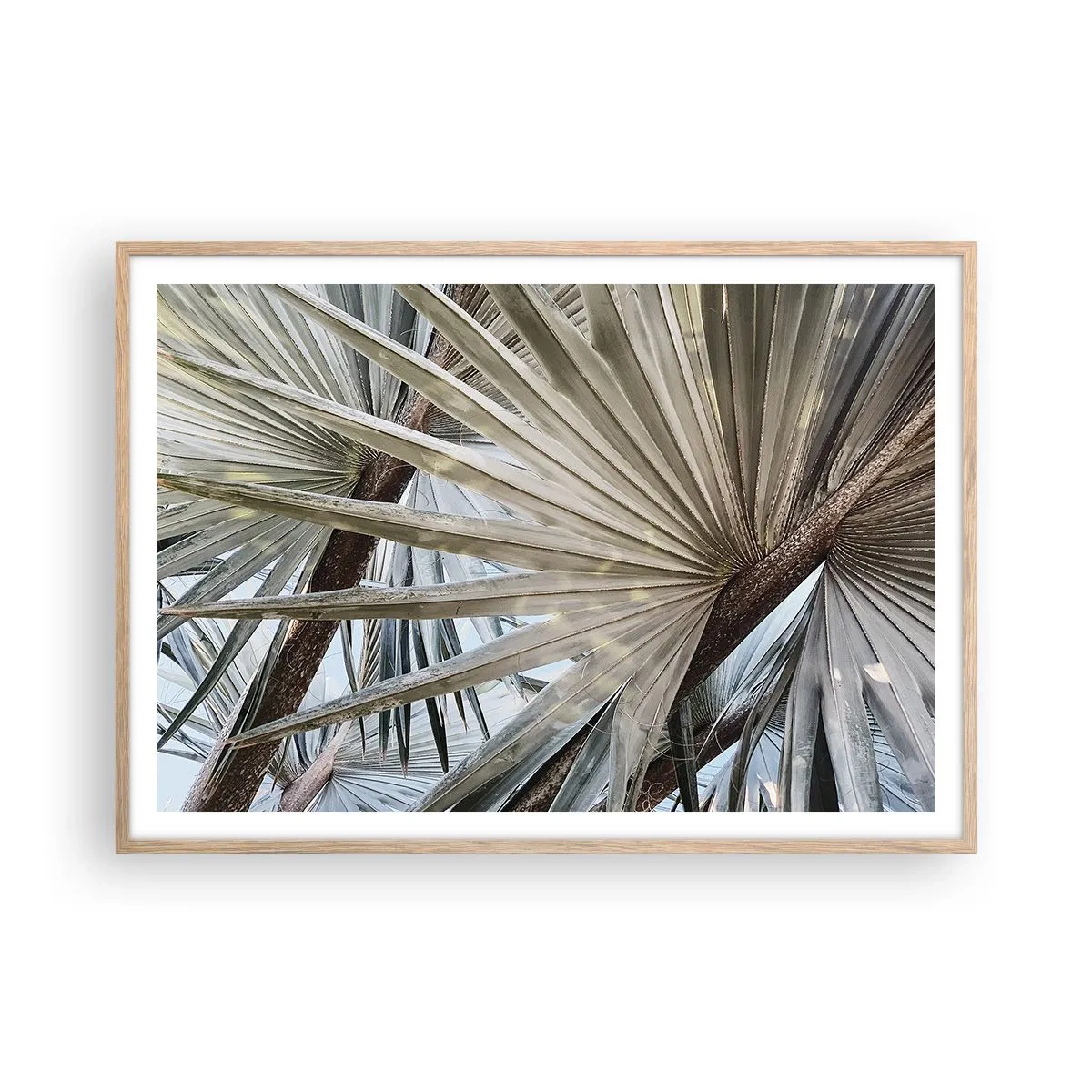 Póster en marco roble claro - Abanicos en el trópico - 100x70 cm