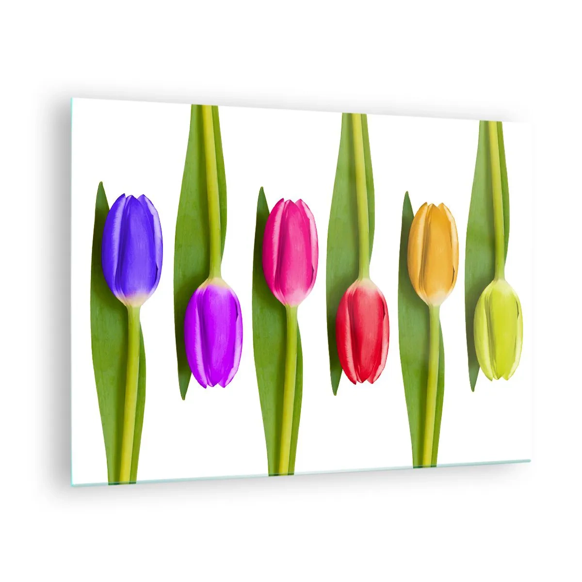 Cuadro sobre vidrio - Impresiones sobre Vidrio - Tulipanes coloridos dispuestos sobre un fondo blanco. - 70x50cm - Composición del arco iris - Decoración de pared moderna para salón y dormitorio ARTTOR