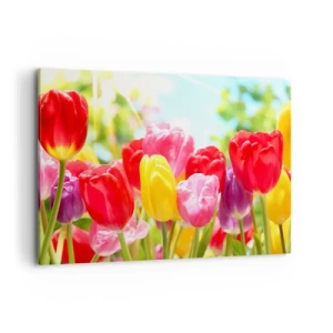 Cuadro sobre lienzo - Impresión de Imagen - Tulipanes coloridos en plena floración sobre un fondo primaveral. - 100x70cm - Somos nosotros, ¡los colores de mayo! - Decoración de pared moderna para salón y dormitorio ARTTOR