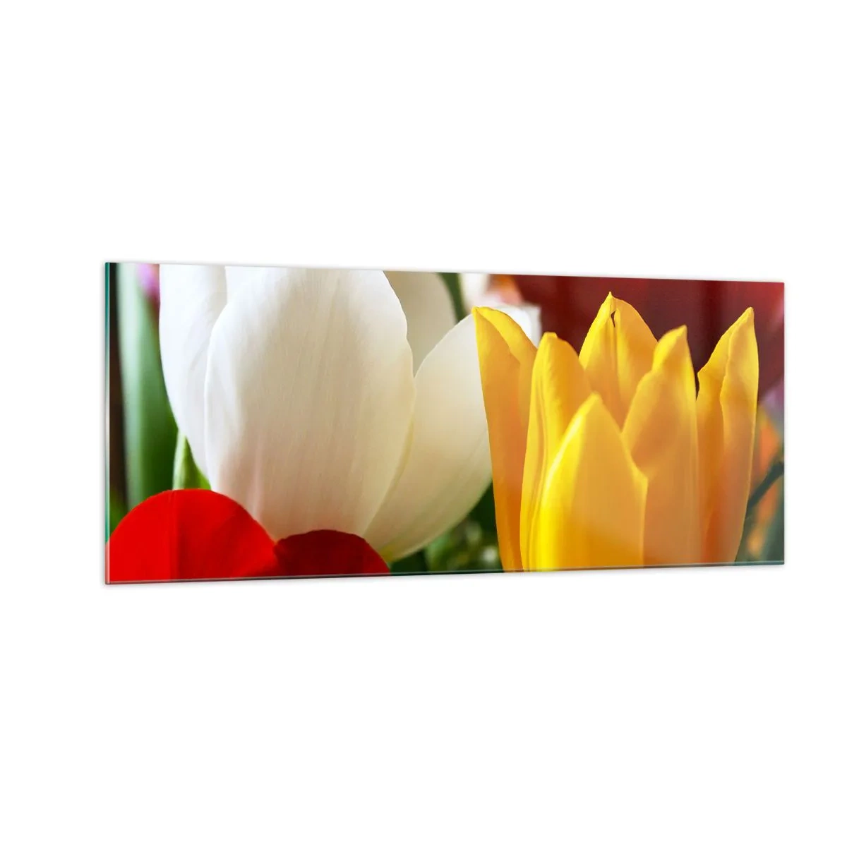 Cuadro sobre vidrio - Impresiones sobre Vidrio - Fiebre del tulipán - 100x40 cm