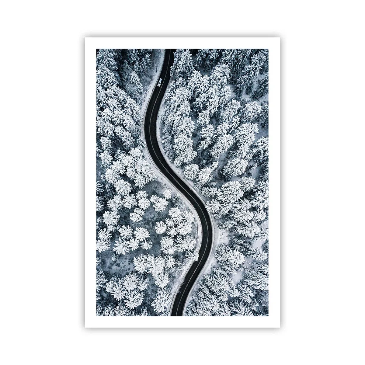 Póster - A través de un bosque invernal - 61x91 cm