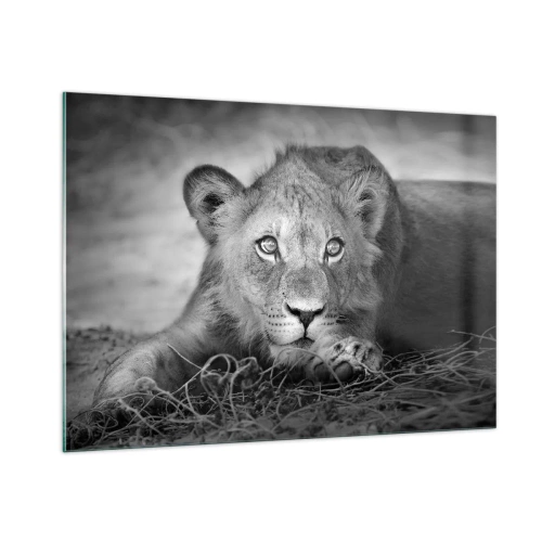 Cuadro sobre vidrio - Impresiones sobre Vidrio - Un cachorro de león en blanco y negro mirando a la cámara. - 100x70cm - Un cachorro real - Decoración de pared moderna para salón y dormitorio ARTTOR