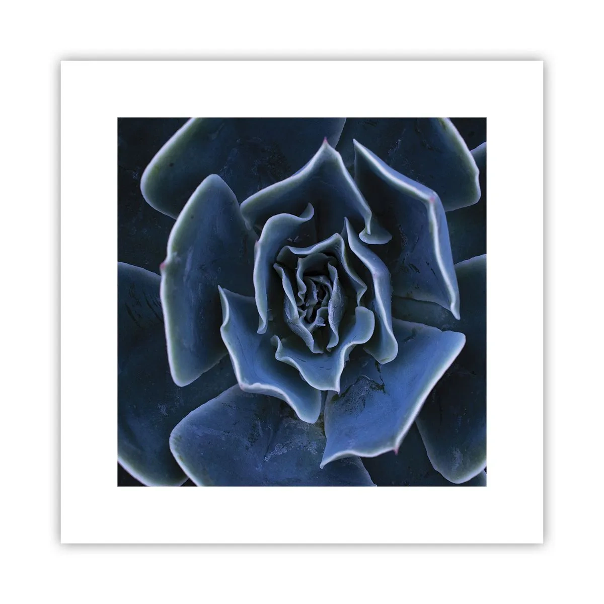 Póster - Flor del desierto - 30x30 cm
