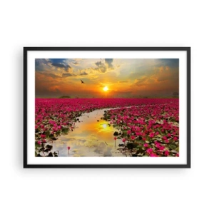 Póster en marco negro - Un campo de nenúfares rosados al atardecer. - 70x50cm - La vida secreta del lago - Decoración de pared moderna para salón y dormitorio ARTTOR