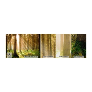 Muestra de fotomural Premium Canvas - Los elfos se aproximan - Bosque, Rayos del sol, Naturaleza - 100x30 cm