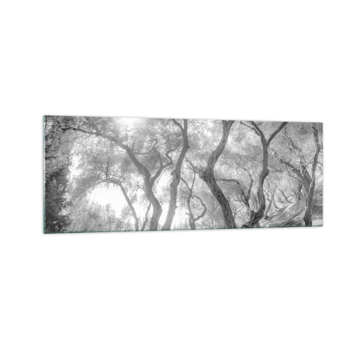 Cuadro sobre vidrio - Impresiones sobre Vidrio - Vista en blanco y negro de árboles en un olivar con rayos de sol. - 140x50cm - En un olivar - Decoración de pared moderna para salón y dormitorio ARTTOR
