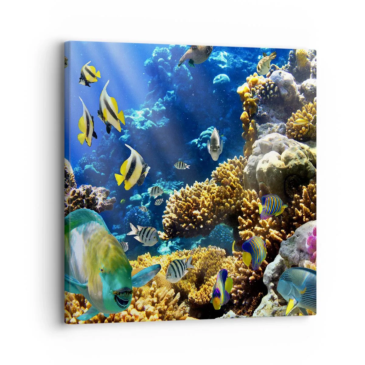 Cuadro sobre lienzo - Impresión de Imagen - Vacaciones submarinas - 30x30 cm