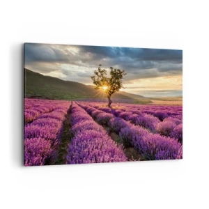 Cuadro sobre lienzo - Impresión de Imagen - Un campo de lavanda con un árbol solitario al atardecer. - 100x70cm - Aroma en lila - Decoración de pared moderna para salón y dormitorio ARTTOR