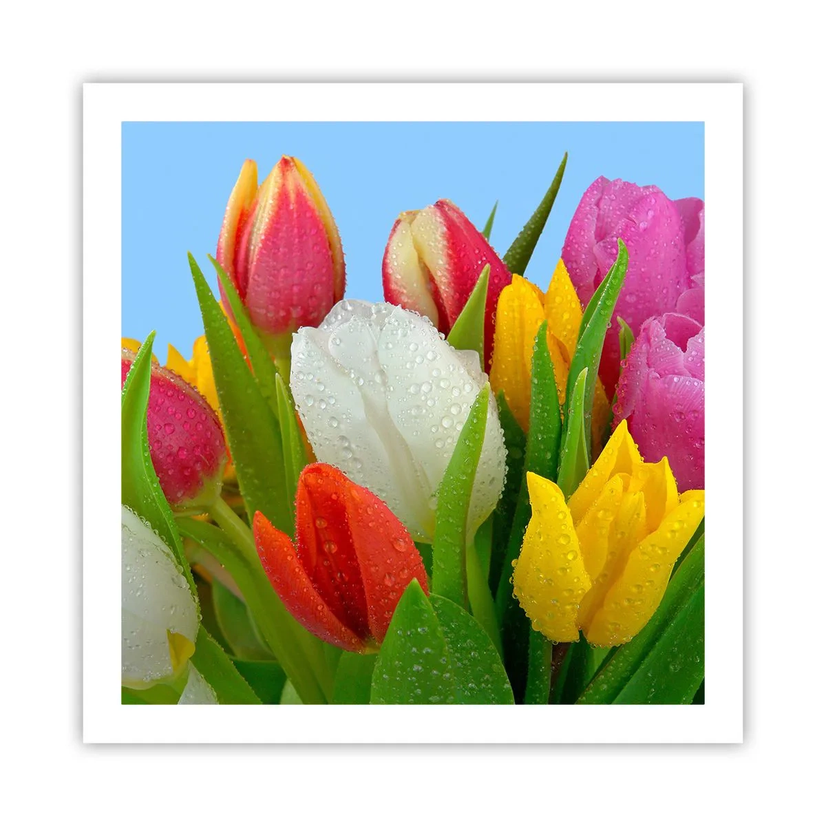 Póster - Arco iris floral en gotas de rocío - 60x60 cm