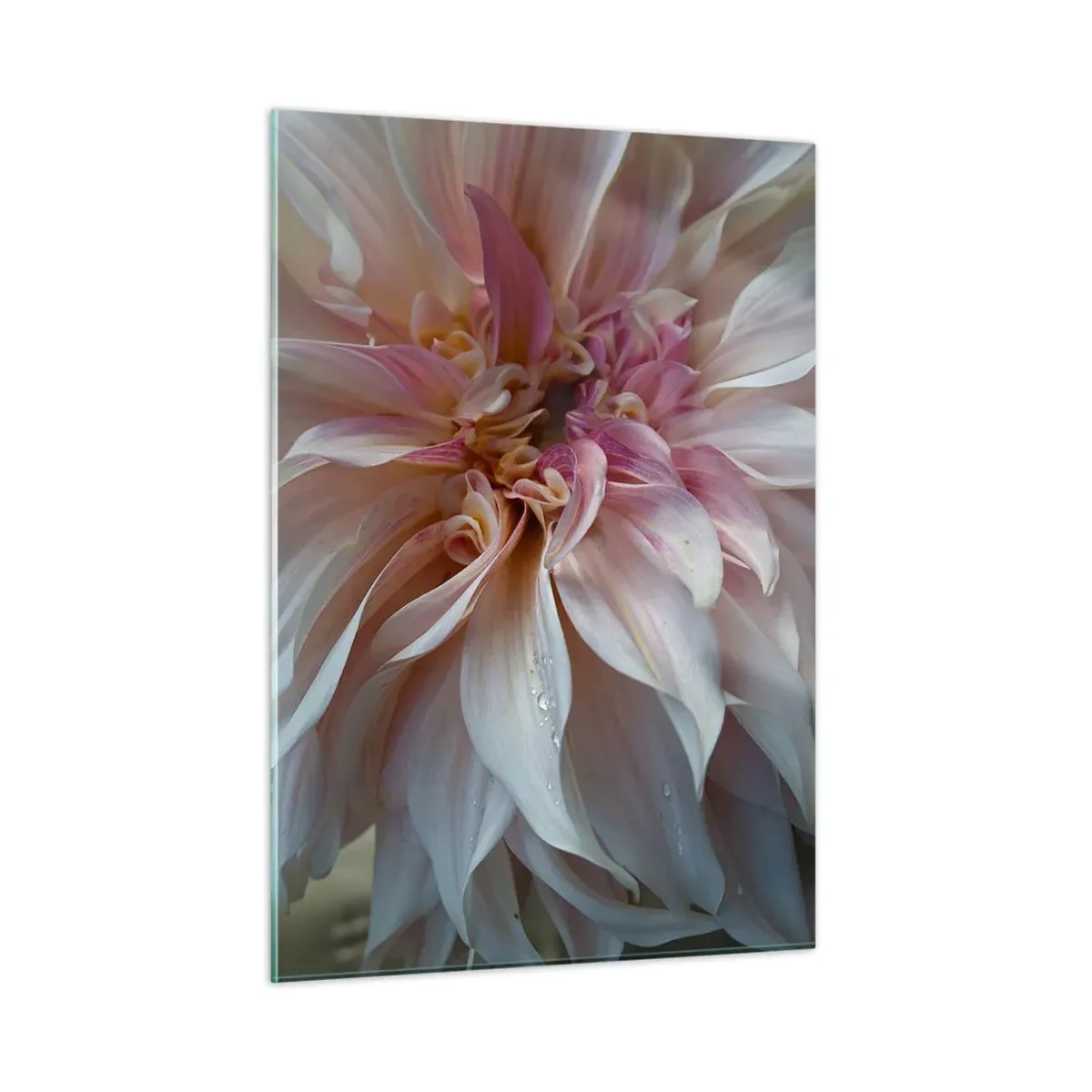 Cuadro sobre vidrio - Impresiones sobre Vidrio - Primer plano de una flor rosa y crema con gotas de agua. - 50x70cm - Frescura floreciente - Decoración de pared moderna para salón y dormitorio ARTTOR