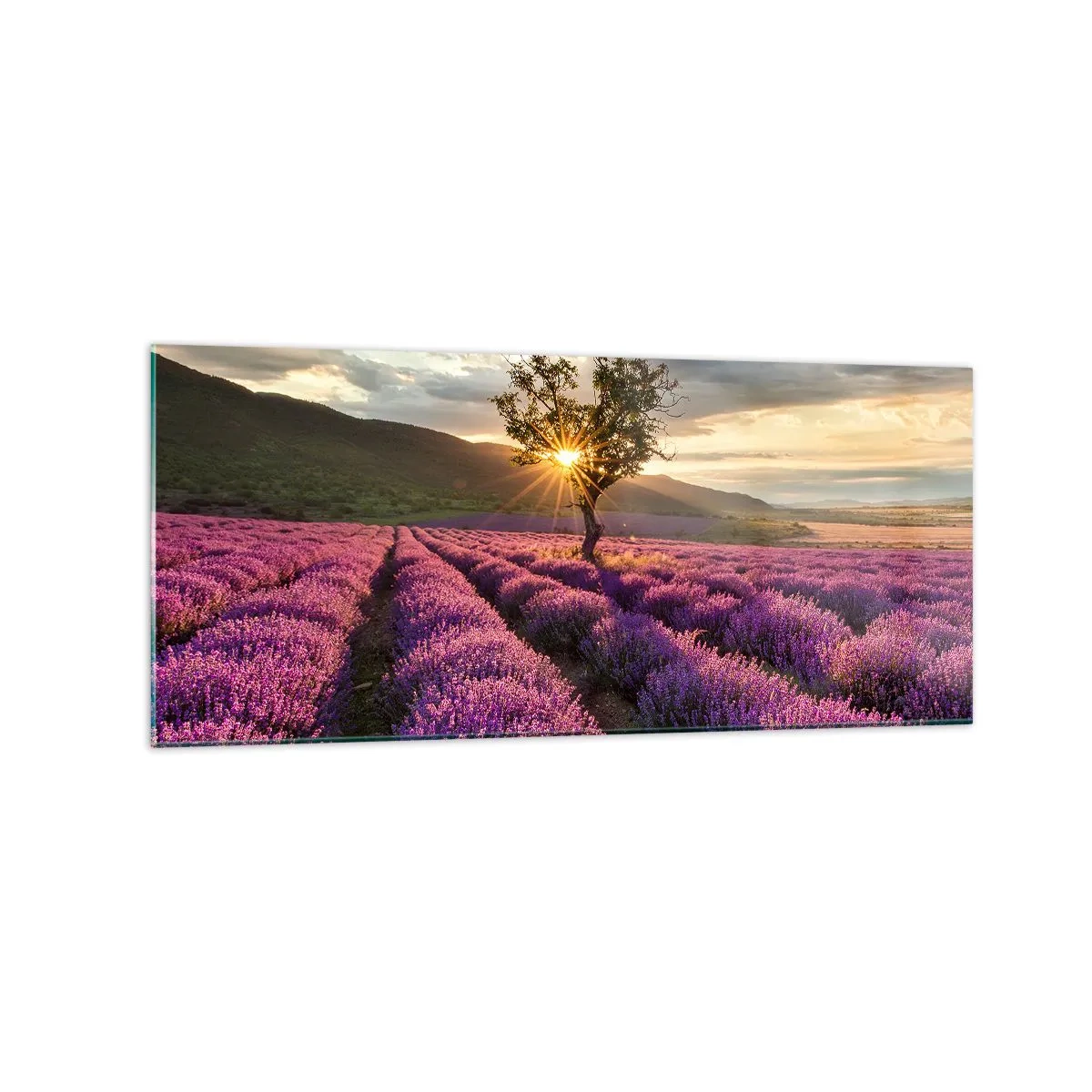 Cuadro sobre vidrio - Impresiones sobre Vidrio - Un campo de lavanda con un árbol solitario al atardecer. - 120x50cm - Aroma en lila - Decoración de pared moderna para salón y dormitorio ARTTOR