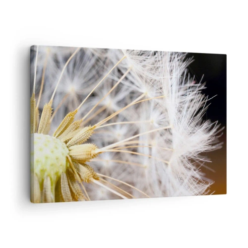 Cuadro sobre lienzo - Impresión de Imagen - Fotografía macro de un diente de león con semillas delicadas. - 70x50cm - Justo antes de volar - Decoración de pared moderna para salón y dormitorio ARTTOR