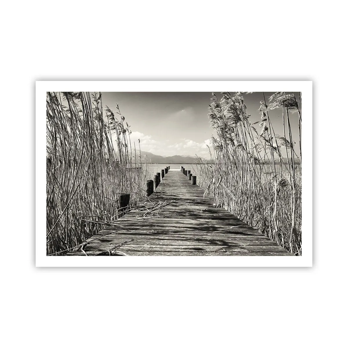 Póster - En la quietud de los juncos - 91x61 cm