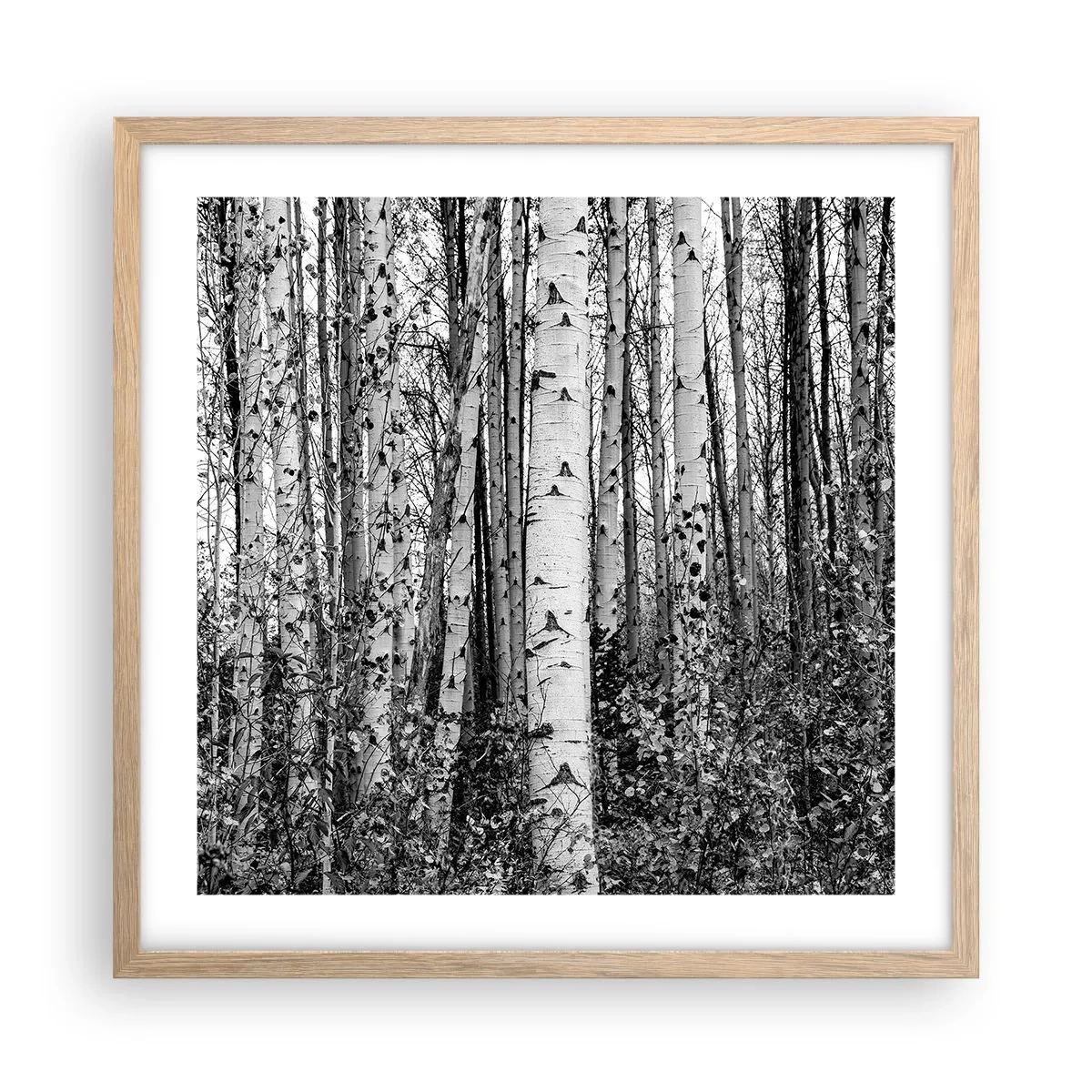 Póster en marco roble claro - Columnas de abedules - 50x50 cm