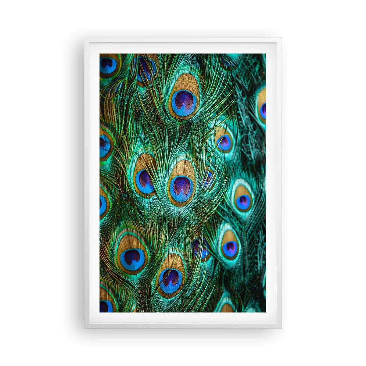 Póster en marco blanco - Mirada de pavo real - 61x91 cm