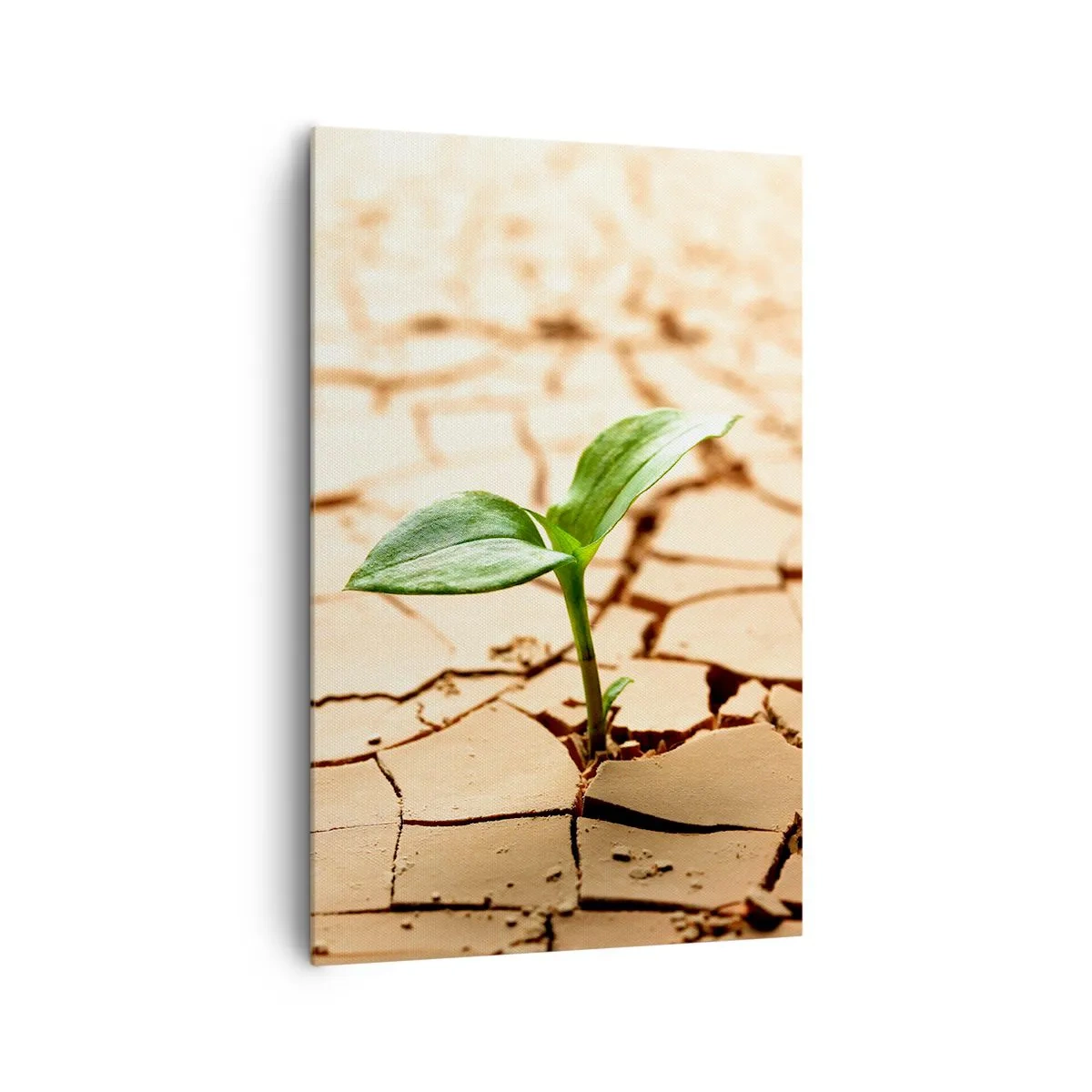 Cuadro sobre lienzo - Impresión de Imagen - Una planta verde que crece en tierra seca y agrietada. - 80x120cm - El poder indomable de la vida - Decoración de pared moderna para salón y dormitorio ARTTOR