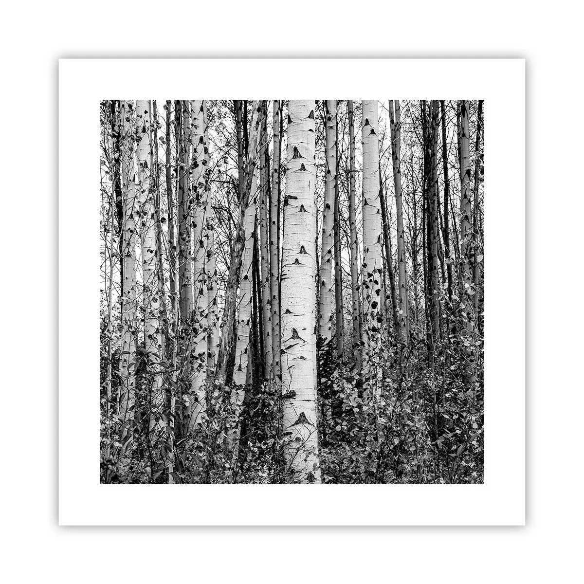 Póster - Columnas de abedules - 40x40 cm