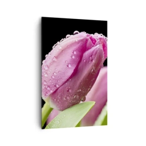 Cuadro sobre lienzo - Impresión de Imagen - Tulipán rosa con gotas de agua sobre fondo negro - 80x120cm - Un sueño de lilas en el rocío - Decoración de pared moderna para salón y dormitorio ARTTOR