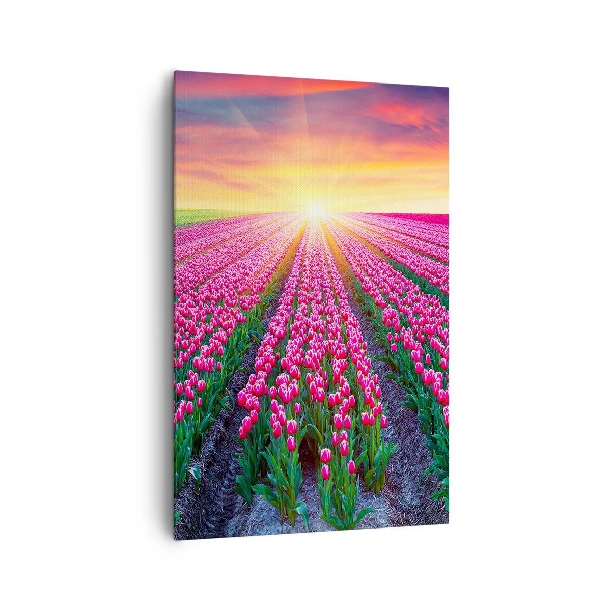 Cuadro sobre lienzo - Impresión de Imagen - Un campo de tulipanes al atardecer - 80x120cm - Granja de belleza - Decoración de pared moderna para salón y dormitorio ARTTOR