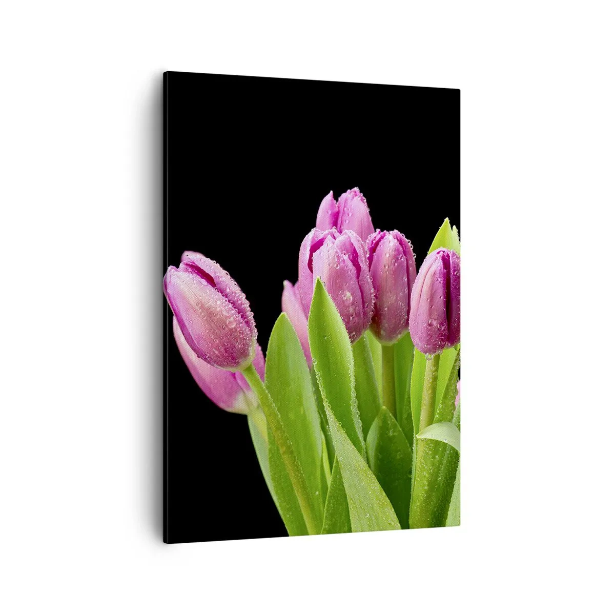 Cuadro sobre lienzo - Impresión de Imagen - Tulipanes rosados con gotas de rocío sobre un fondo negro - 50x70cm - La alegría de la primavera - Decoración de pared moderna para salón y dormitorio ARTTOR