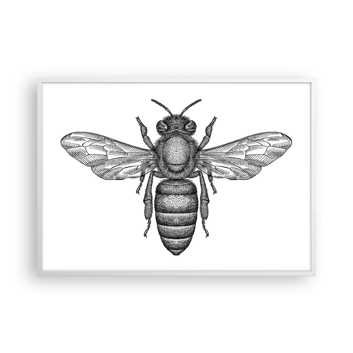 Póster en marco blanco - Retrato de insecto - 100x70 cm