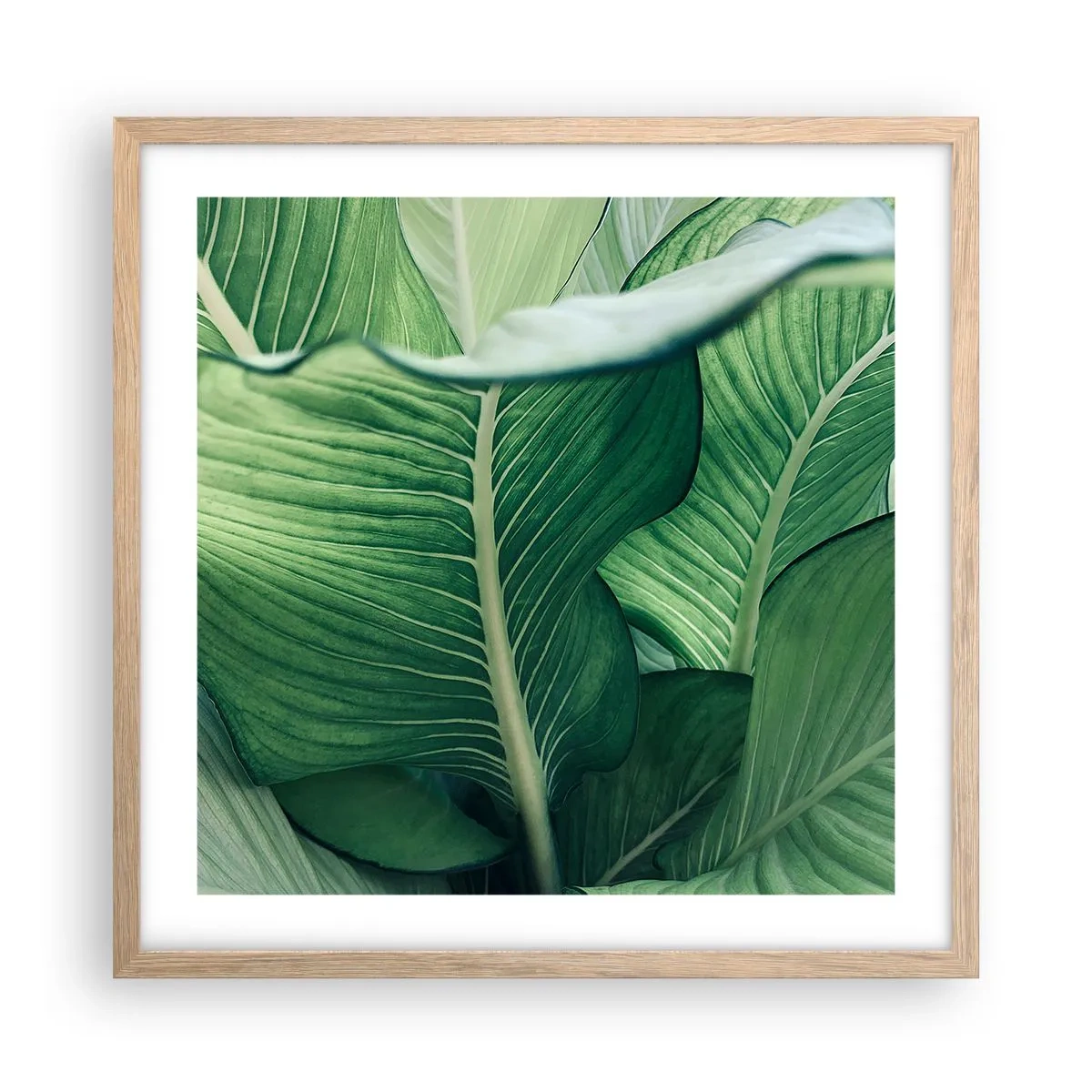 Póster en marco roble claro - Vida intensamente verde - 50x50 cm