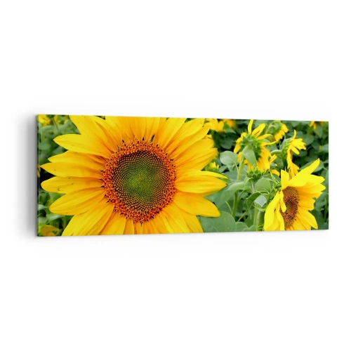 Cuadro sobre lienzo - Impresión de Imagen - Un campo de girasoles con flores amarillas sobre un fondo de hojas verdes. - 140x50cm - Cientos de soles estallan - Decoración de pared moderna para salón y dormitorio ARTTOR