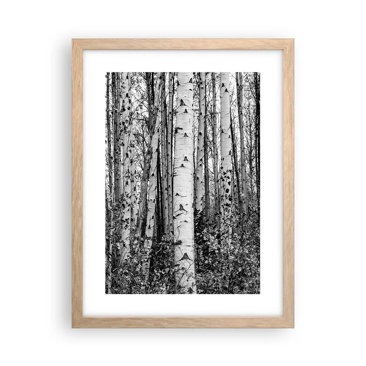 Póster en marco roble claro - Columnas de abedules - 30x40 cm