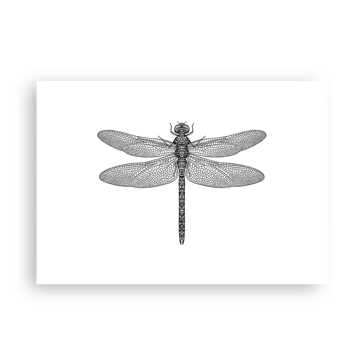 Póster - Dibujo en blanco y negro de una libélula sobre un fondo blanco en estilo minimalista. - 100x70cm - Precisión de la naturaleza - Decoración de pared moderna para salón y dormitorio ARTTOR