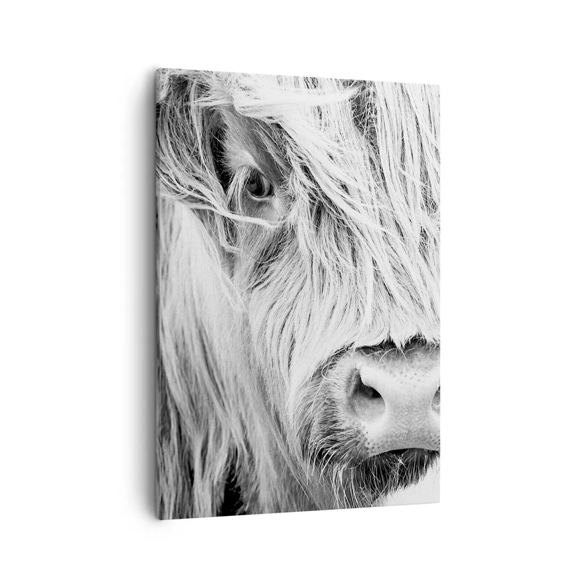 Cuadro sobre lienzo - Impresión de Imagen - Retrato de una vaca escocesa en blanco y negro - 50x70cm - La naturaleza escocesa - Decoración de pared moderna para salón y dormitorio ARTTOR