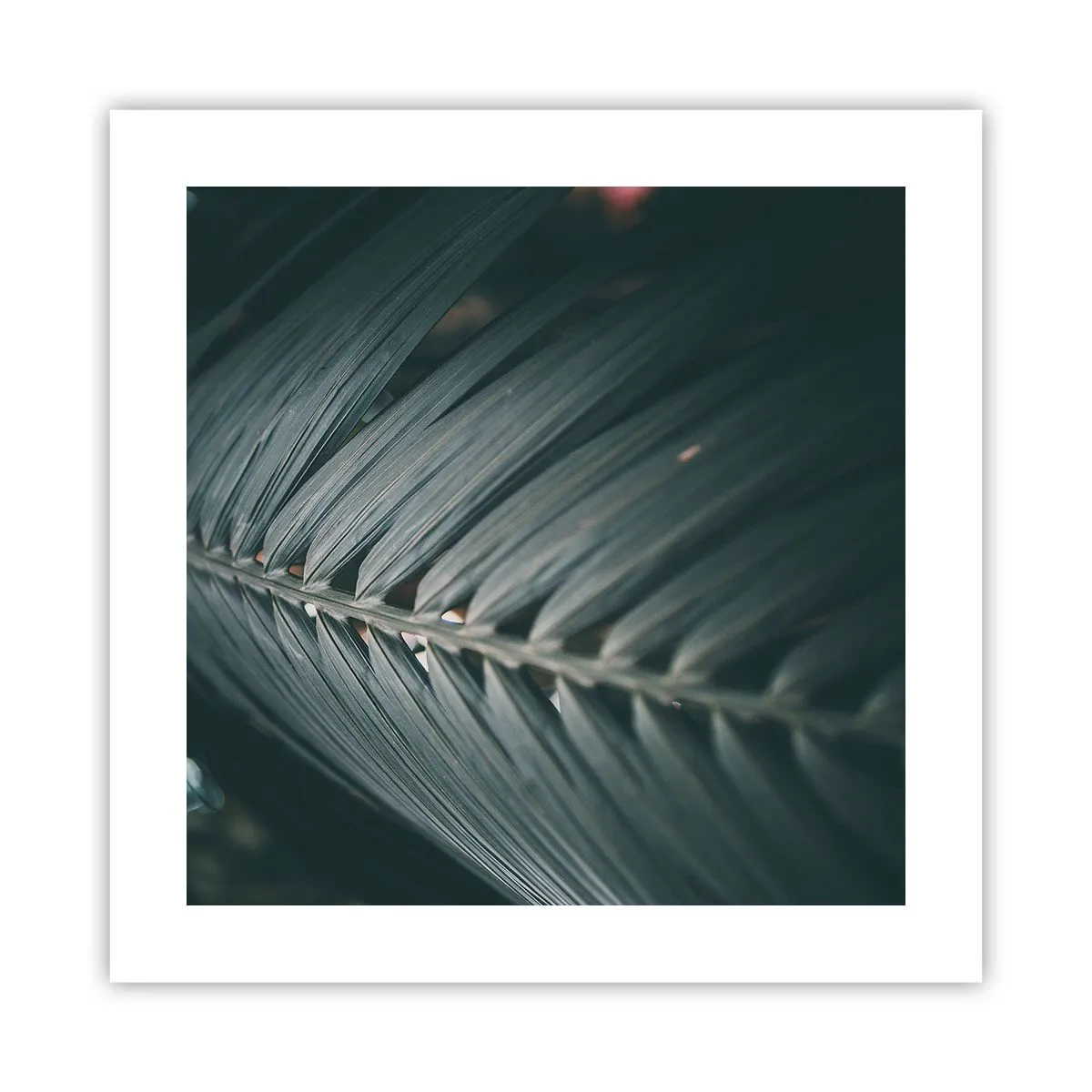 Póster - La precisión de la naturaleza - 40x40 cm