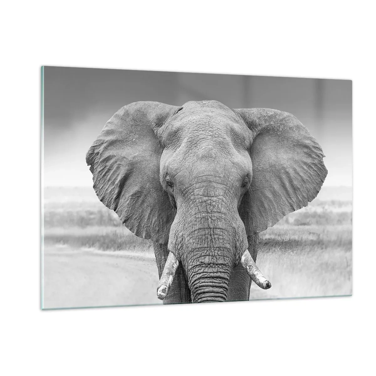 Cuadro sobre vidrio - Impresiones sobre Vidrio - Retrato en blanco y negro de un elefante en la sabana. - 120x80cm - Bienvenido a mi mundo - Decoración de pared moderna para salón y dormitorio ARTTOR