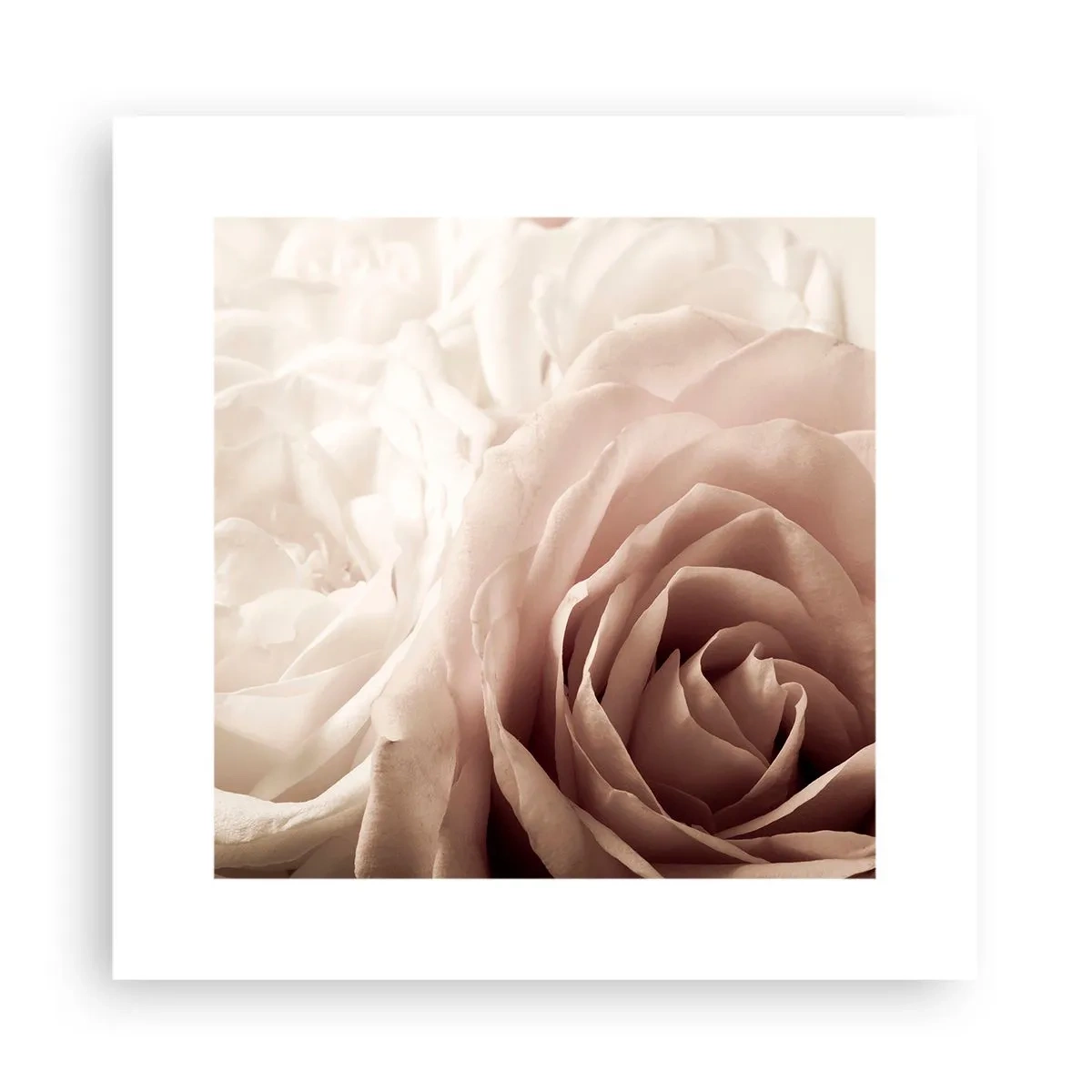 Póster - En el corazón de una rosa - 30x30 cm