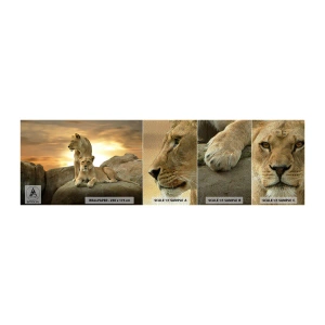 Muestra de fotomural Premium Sand - Majestuosidad real - animales, León, Naturaleza - 100x30 cm