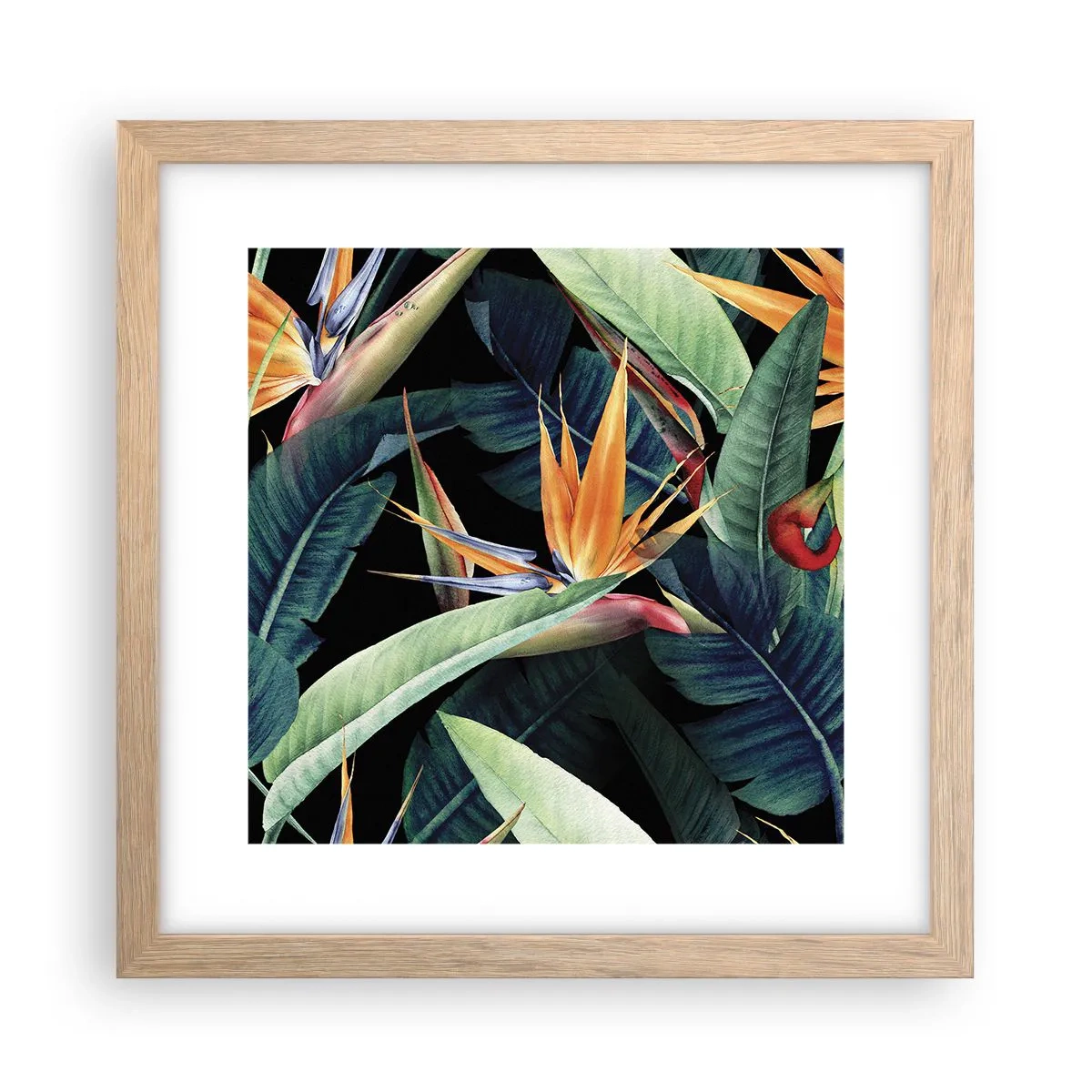 Póster en marco roble claro - Flores de llamas de los trópicos - 30x30 cm