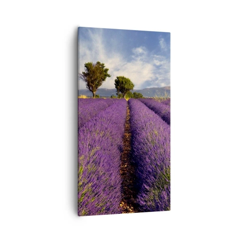 Cuadro sobre lienzo - Impresión de Imagen - Campos de lavanda - 55x100 cm