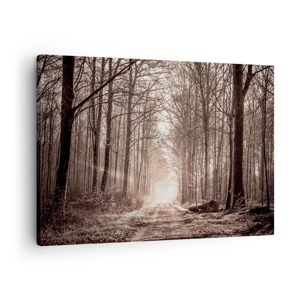 Cuadro sobre lienzo - Impresión de Imagen - Un sendero forestal entre árboles en tonos sepia. - 70x50cm - La catedral del bosque - Decoración de pared moderna para salón y dormitorio ARTTOR