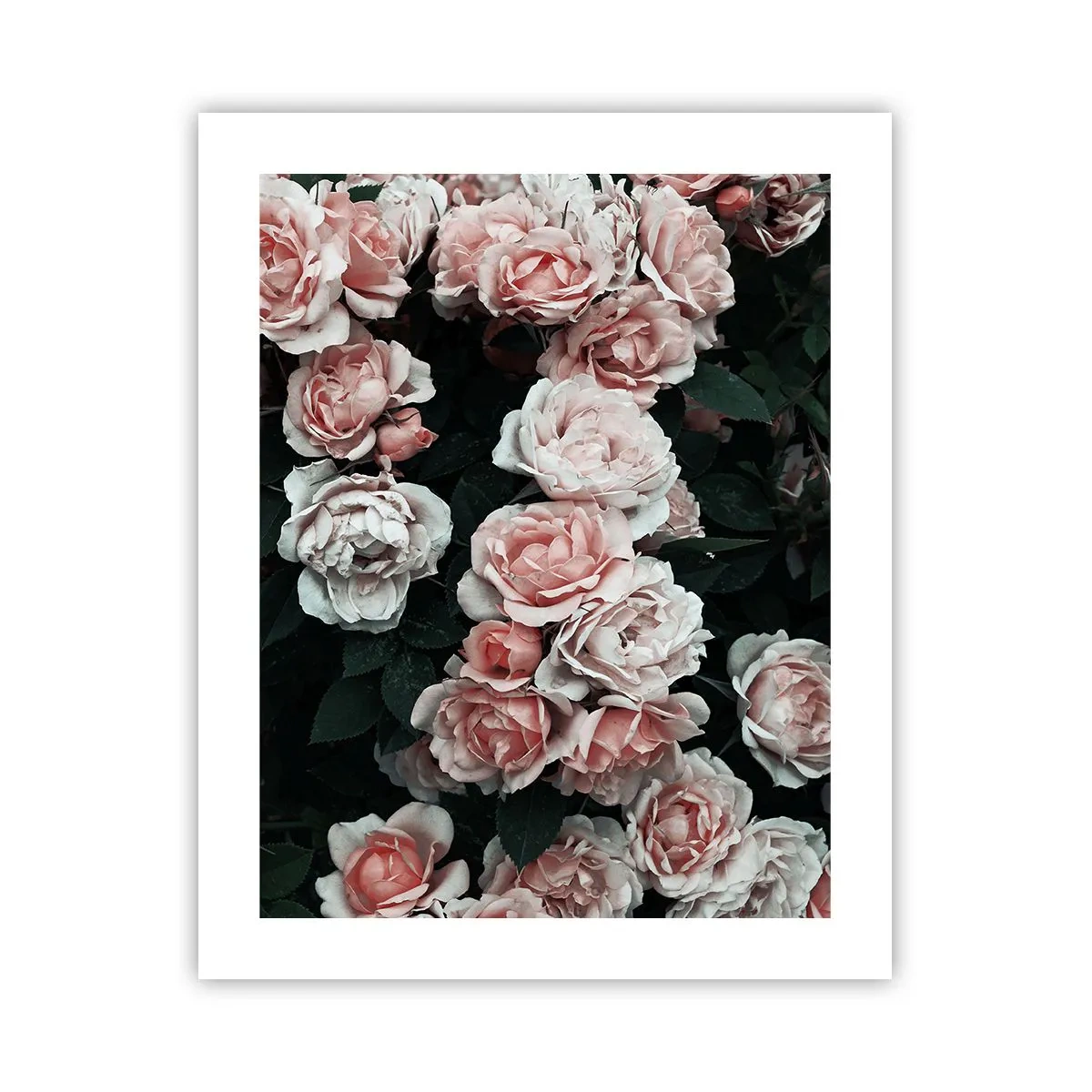 Póster - Conjunto de rosas - 40x50 cm