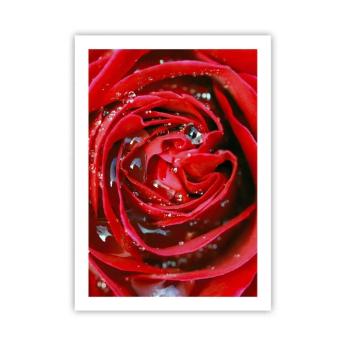 Póster - Primer plano de una rosa roja con gotas de agua. - 50x70cm - En gotas de rocío - Decoración de pared moderna para salón y dormitorio ARTTOR
