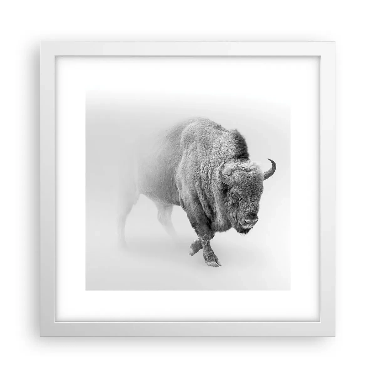 Póster en marco blanco - Rey de la pradera - 30x30 cm