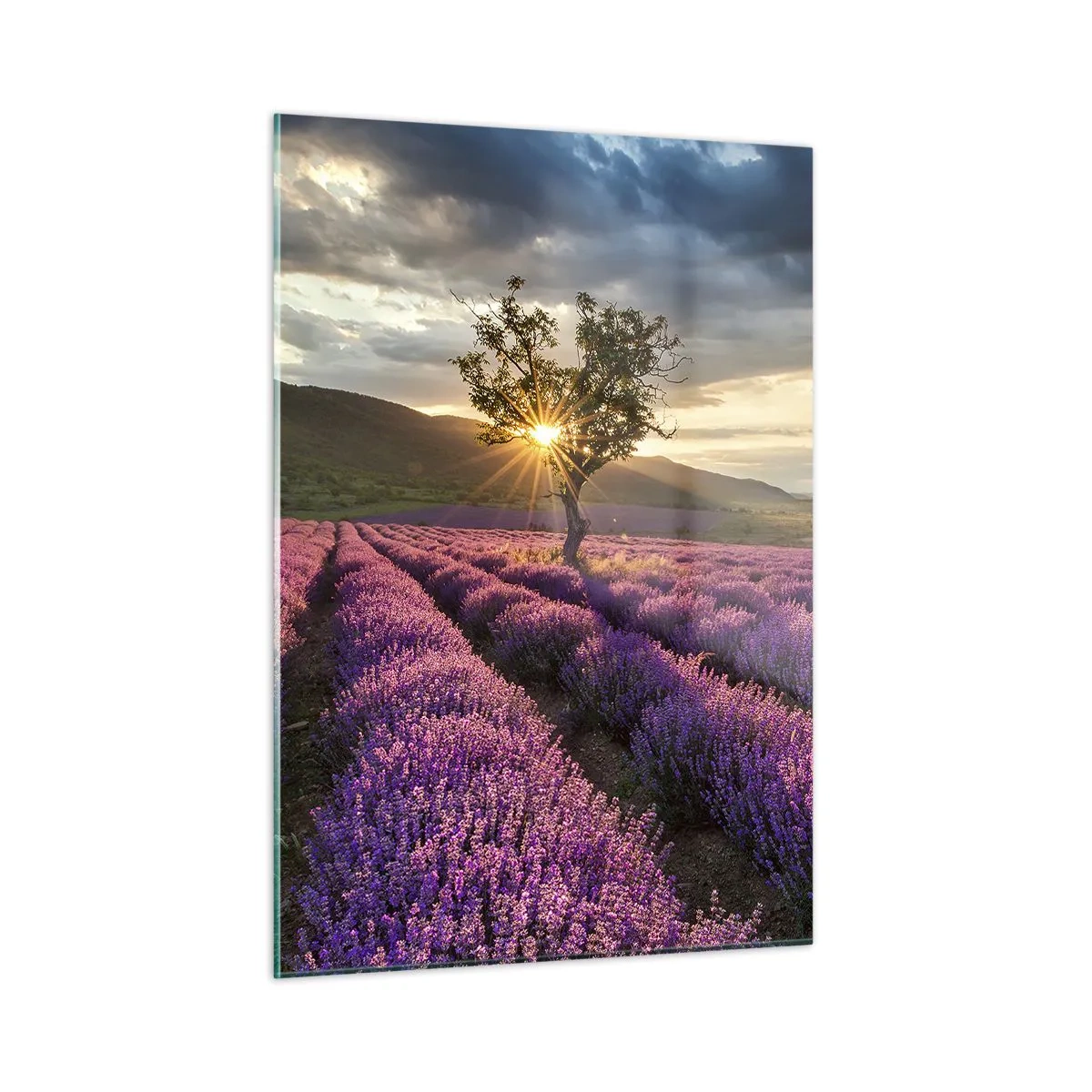 Cuadro sobre vidrio - Impresiones sobre Vidrio - Un campo de lavanda con un árbol solitario bajo los rayos del sol poniente. - 50x70cm - Aroma en lila - Decoración de pared moderna para salón y dormitorio ARTTOR