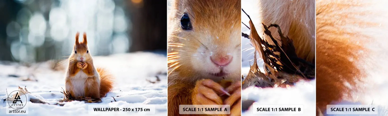 Muestra De Fotomural Standard Eco - ¿Qué estás mirando? - animales, Ardilla, Invierno - 100x30 cm